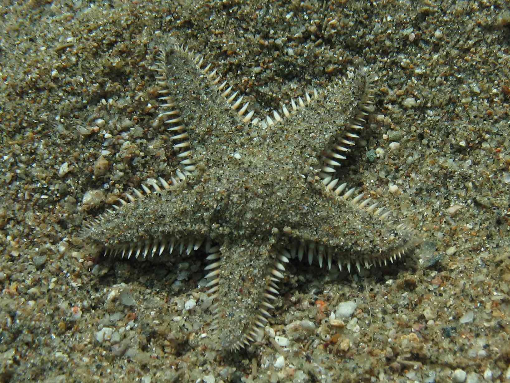 Astropecten